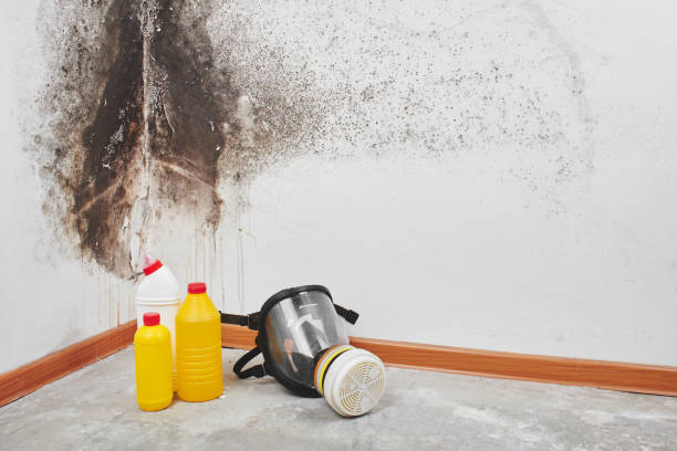 Best Toxic Mold Removal  in Smethport, PA