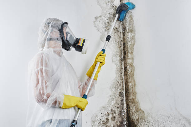 Best Mold Remediation  in Smethport, PA