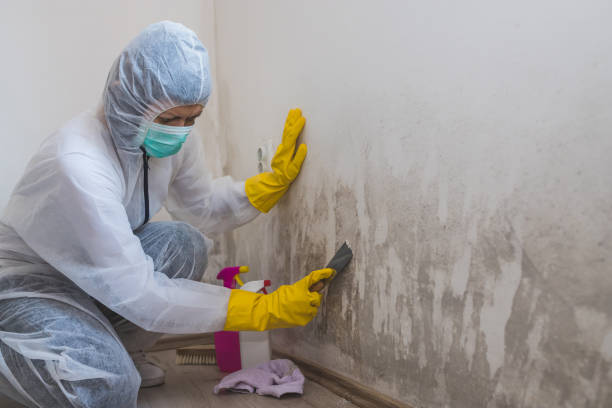 Certified Mold Removal in Smethport, PA