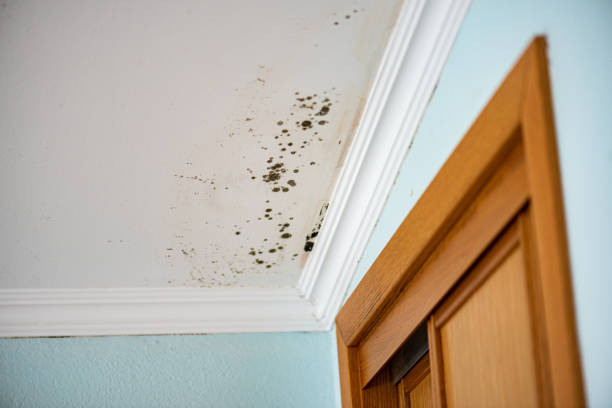 Best Residential Mold Removal  in Smethport, PA