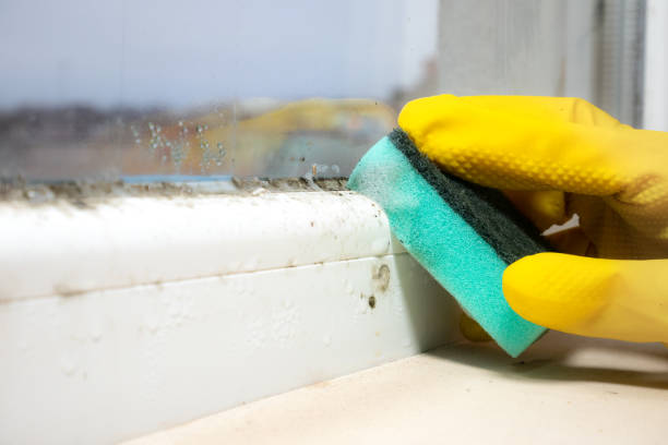 Best Mold Damage Repair  in Smethport, PA