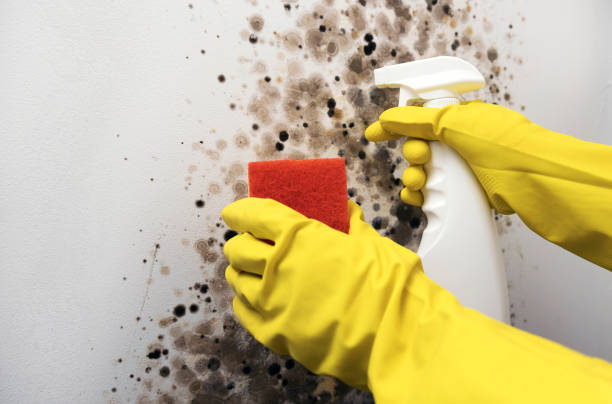Best Emergency Mold Removal  in Smethport, PA