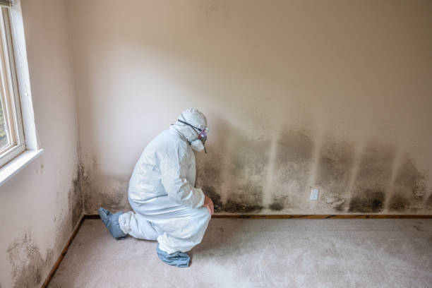 Best Attic Mold Removal  in Smethport, PA