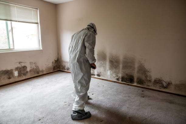 Best Emergency Mold Removal  in Smethport, PA