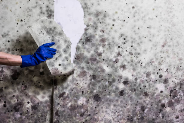 Best Crawl Space Mold Removal  in Smethport, PA