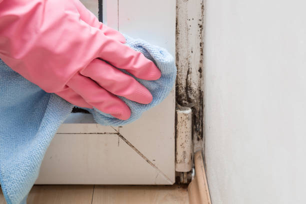 Professional Mold Removal in Smethport, PA