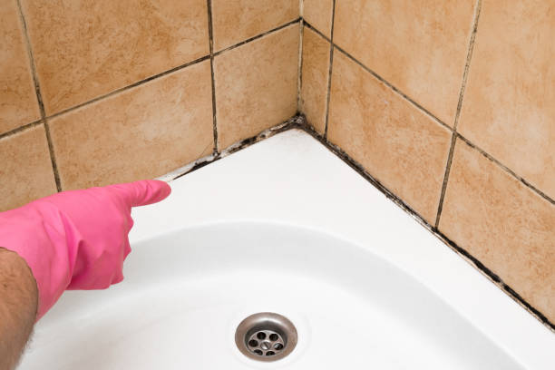 Best Black Mold Removal  in Smethport, PA
