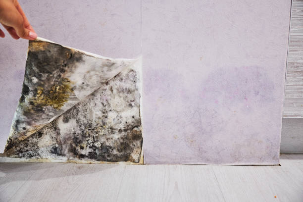 Mold Removal Process in Smethport, PA